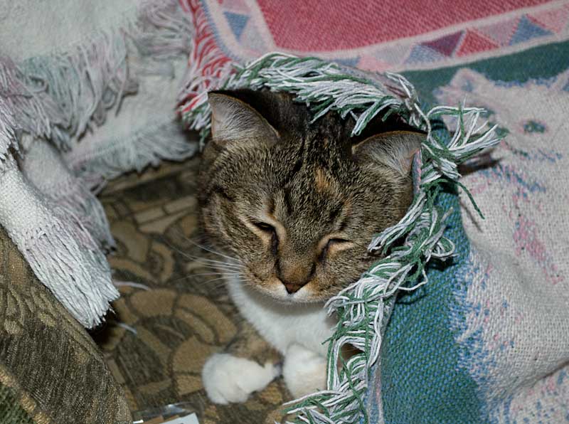 Trekkie the cat